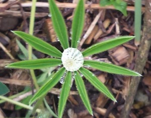 Water droplet on a young Lupin leaf