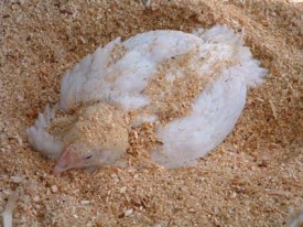 Chicken having a bath in poultry litter