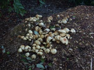 Fungi growing on a pile of wood chippings