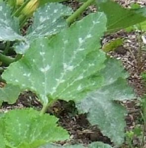 Courgette Leaves