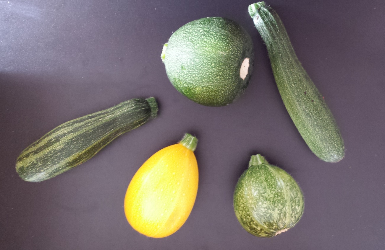 Courgette varieties from our garden