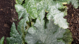 courgette-mildew