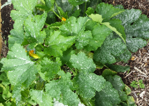 One of the milk solution treated plants with some powdery mildew but still growing and producing courgettes