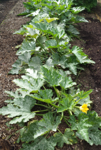 Courgettes grown but all have powdery mildew